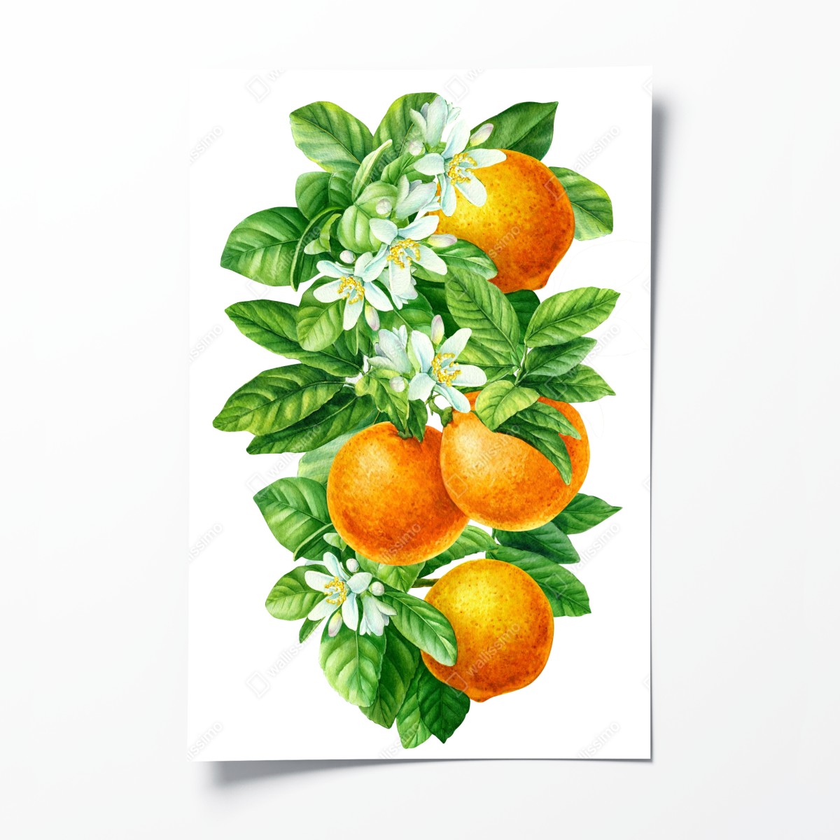 Poster zitrusblüten und reife orangen – Wallnifity®