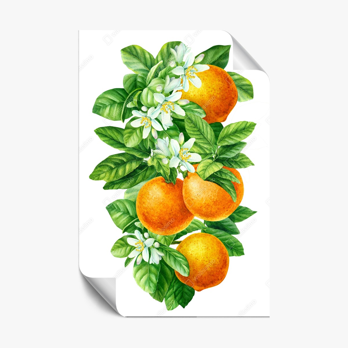 Poster zitrusblüten und reife orangen – Wallnifity® Poster zitrusblüten und reife orangen – Wallnifity®