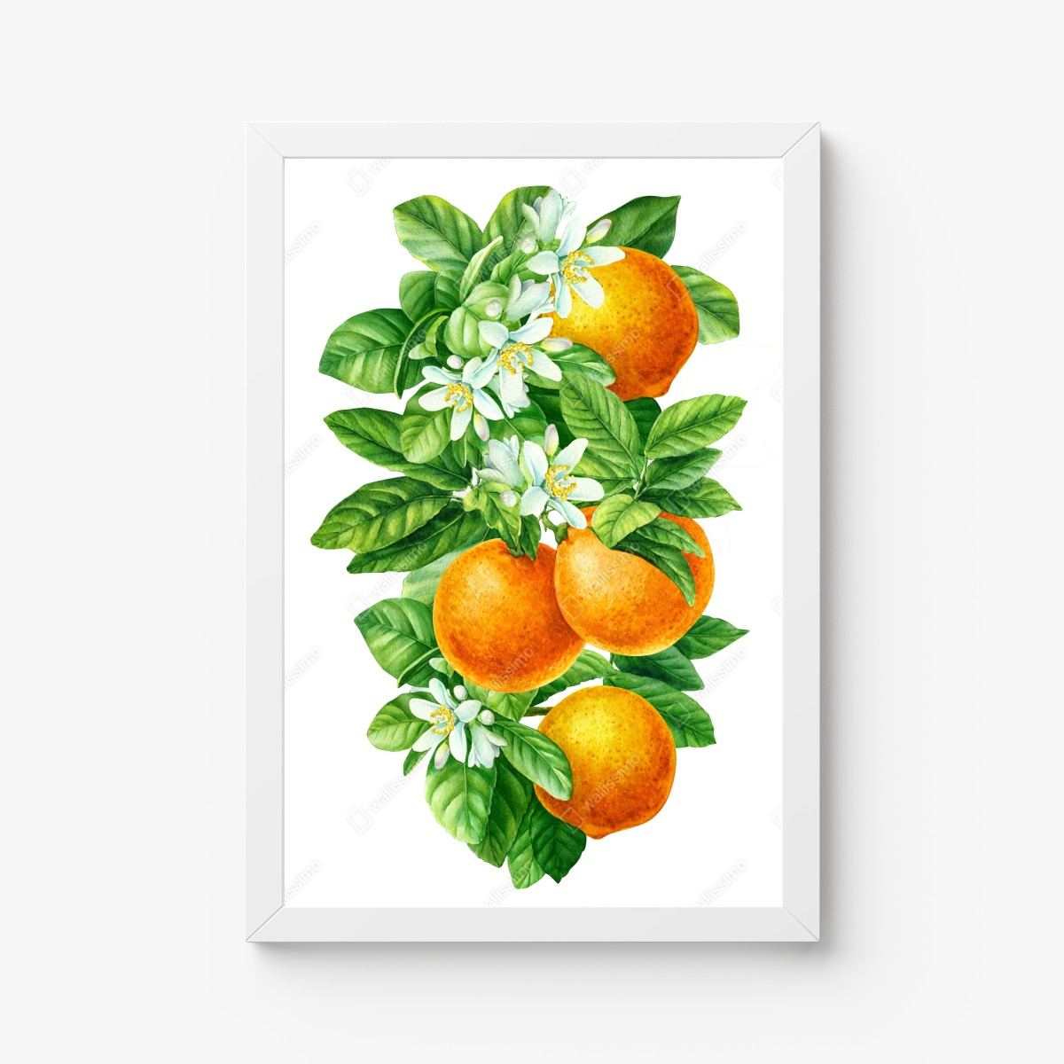 Poster zitrusblüten und reife orangen – Wallnifity® Poster zitrusblüten und reife orangen – Wallnifity®