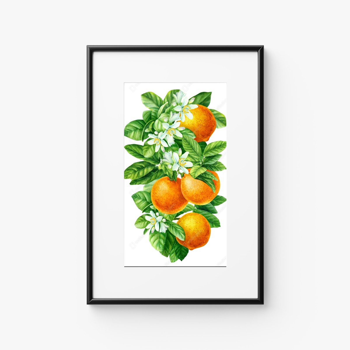 Poster zitrusblüten und reife orangen – Wallnifity® Poster zitrusblüten und reife orangen – Wallnifity®