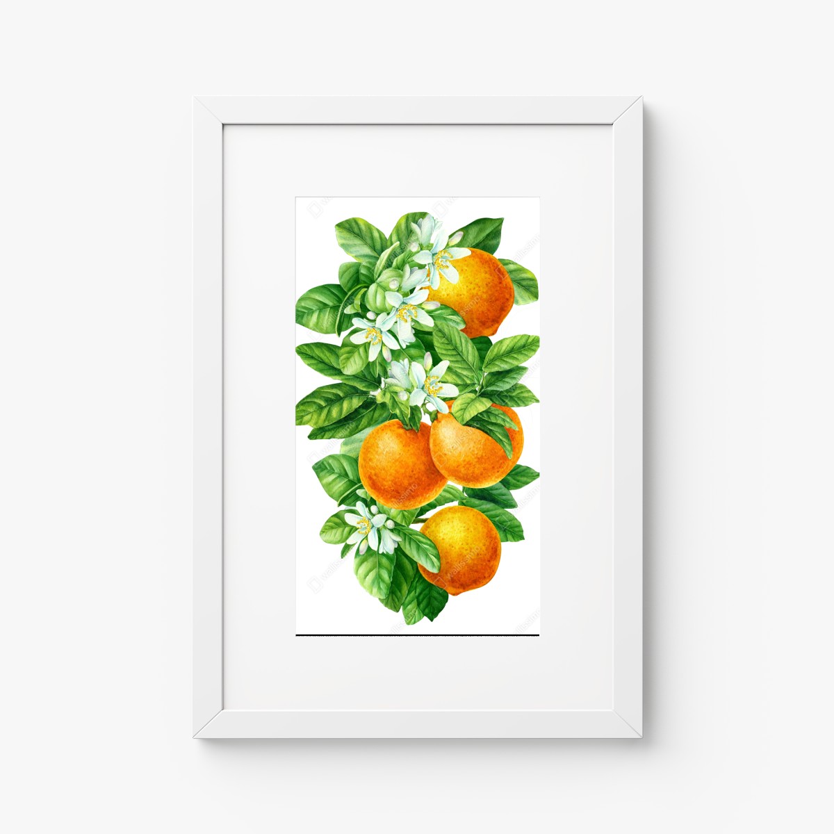 Poster zitrusblüten und reife orangen – Wallnifity® Poster zitrusblüten und reife orangen – Wallnifity®