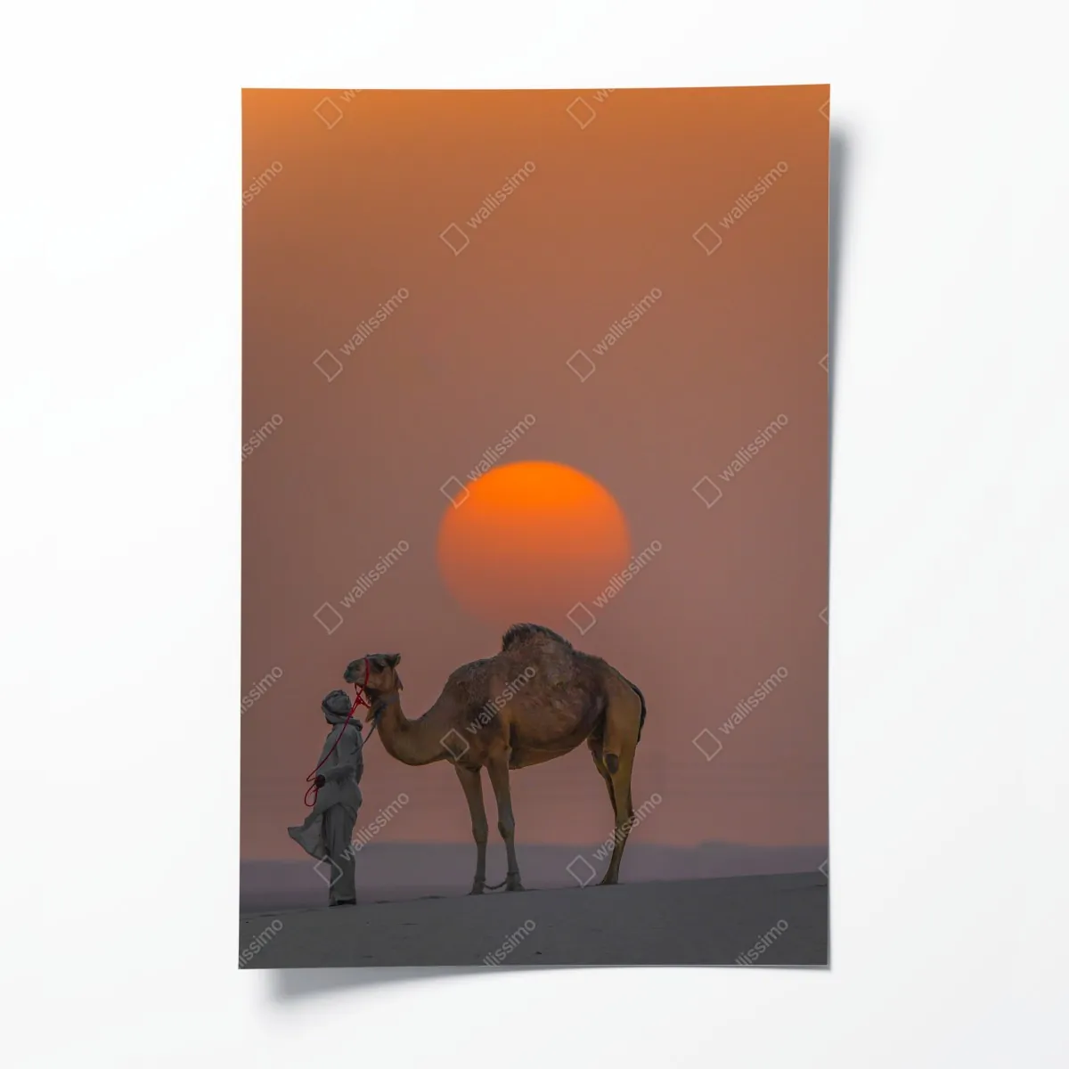 Poster kamel vor sonnenuntergang in der wüste – Wallnifity®