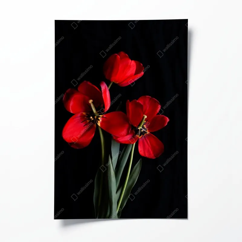 Poster roter fuchs in nebliger landschaft – Wallnifity®