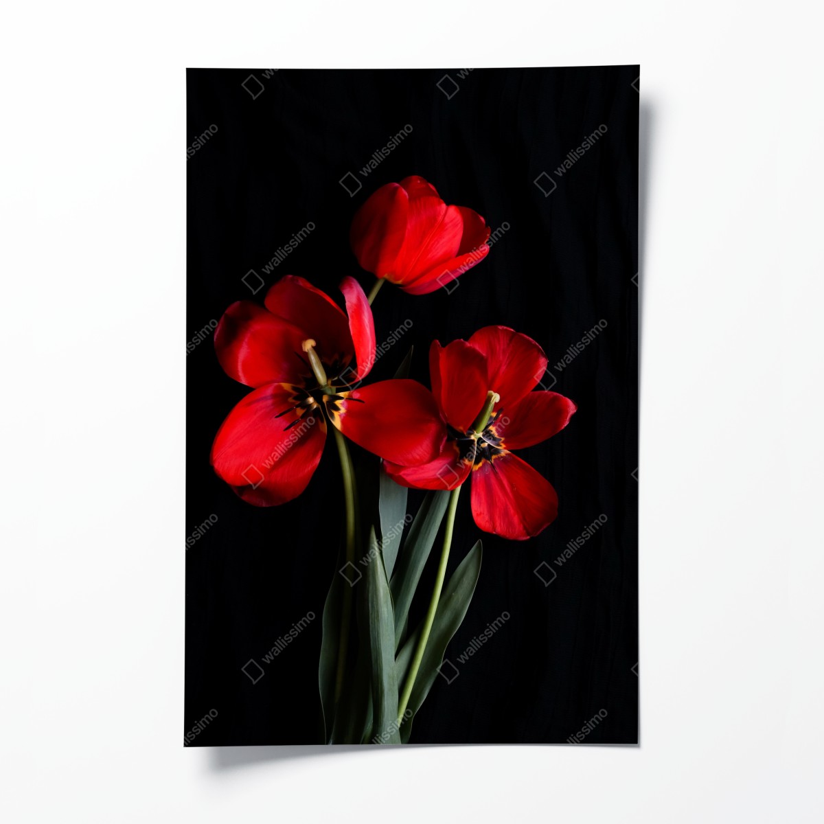 Poster drei rote tulpen vor schwarzem hintergrund – Wallnifity®