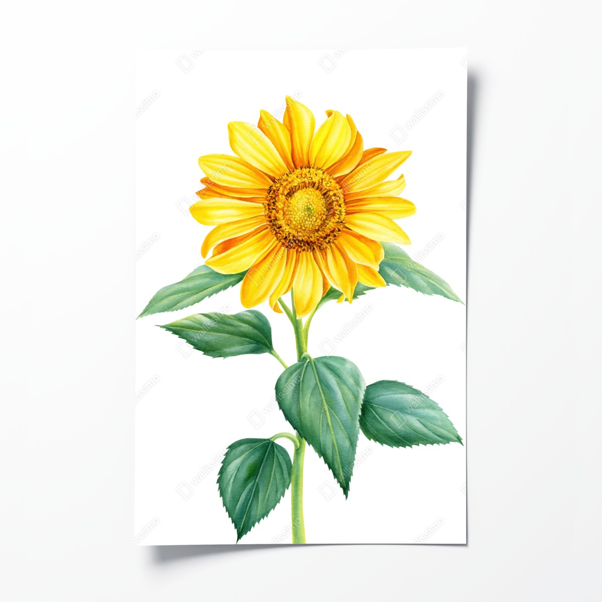 Poster sonnenblume in aquarell – Wallnifity®