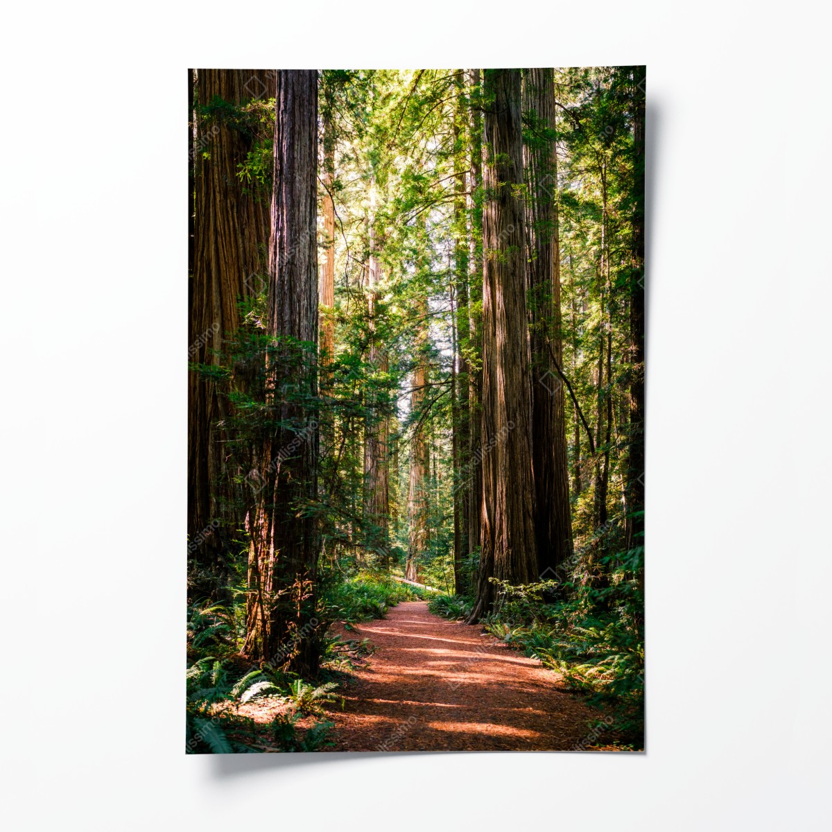 Poster majestätischer weg im sekwoienwald – Wallnifity®