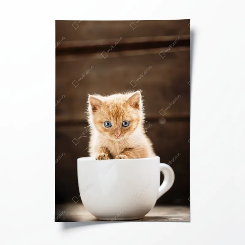 Poster kalifornische palmen bei Sunset Cliffs – Wallnifity®