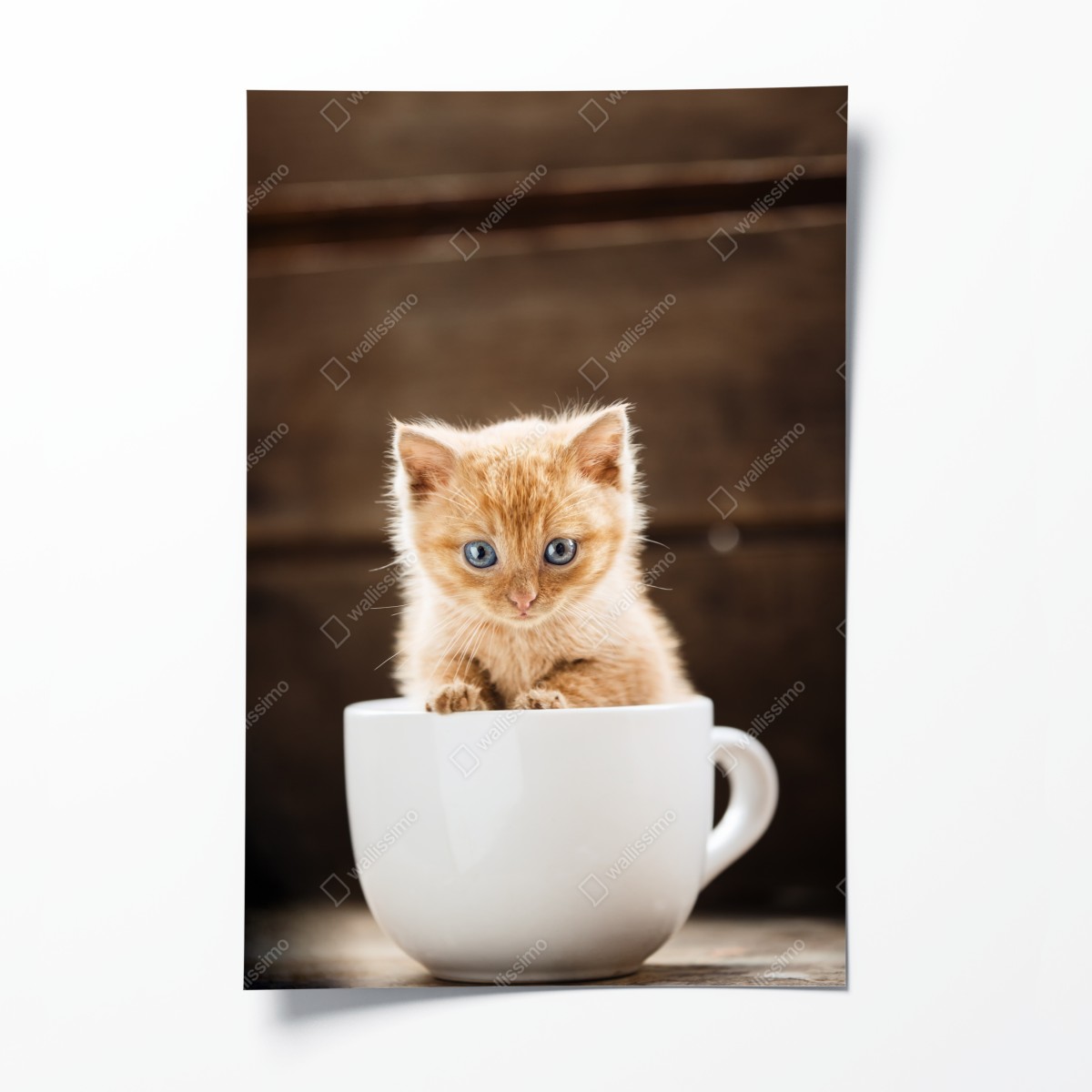 Poster rötliches kätzchen in einer teetasse – Wallnifity®