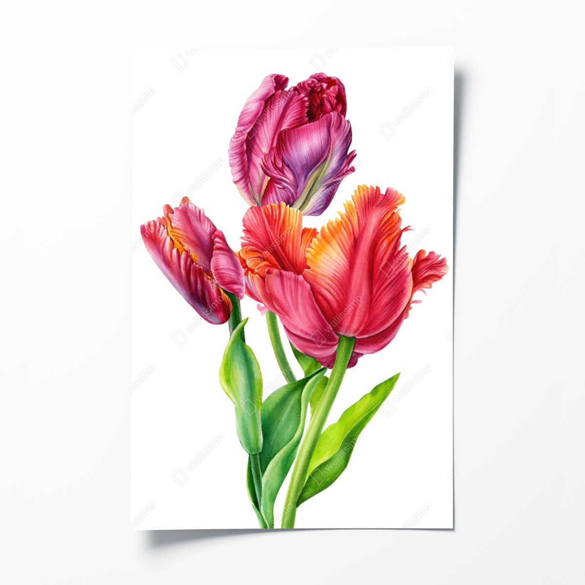 Poster leuchtende rosa tulpen in aquarell – Wallnifity®