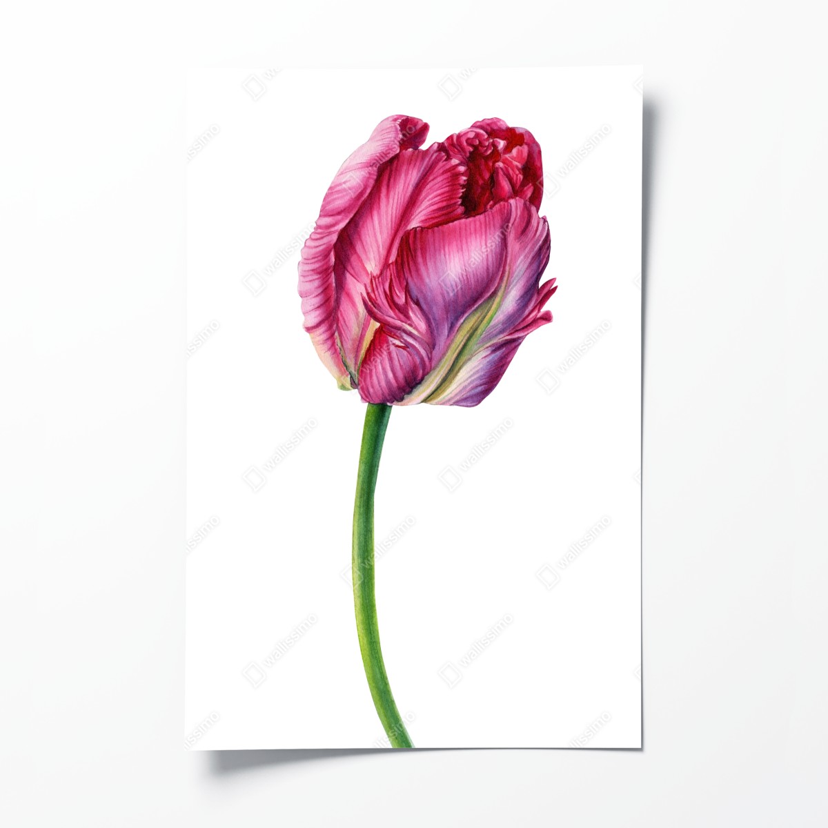 Poster rosa tulpe aquarell botanische illustration – Wallnifity®