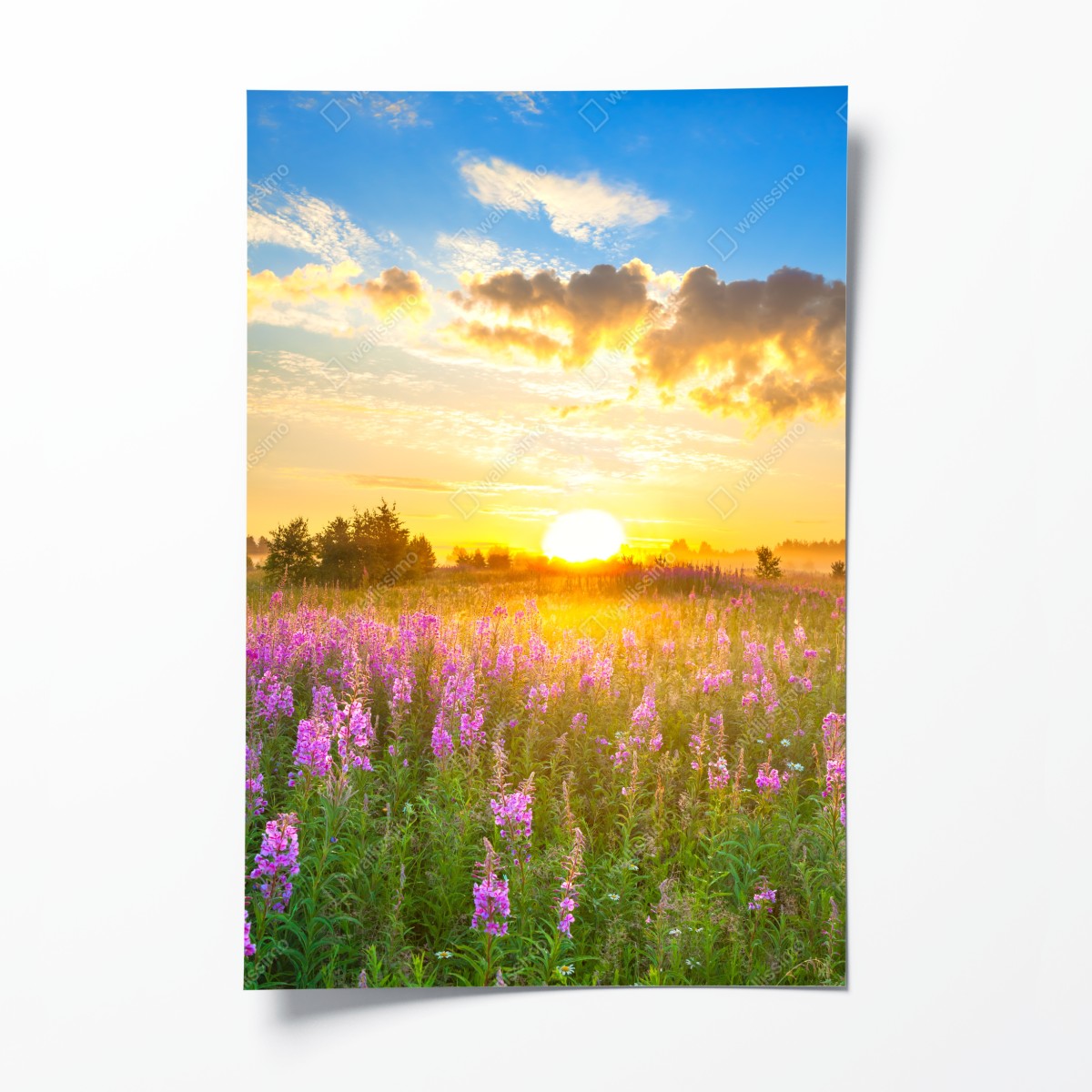 Poster sonnenaufgang über violetter wildblumenwiese – Wallnifity®