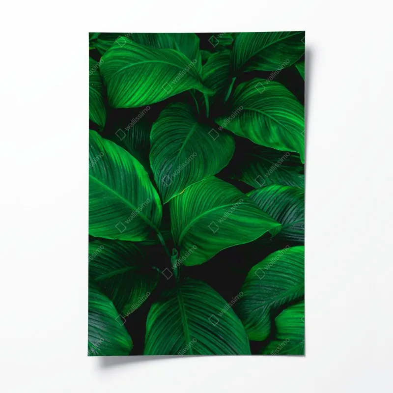 Poster nebliger morgenwald mit sonnenstrahlen – Wallnifity®