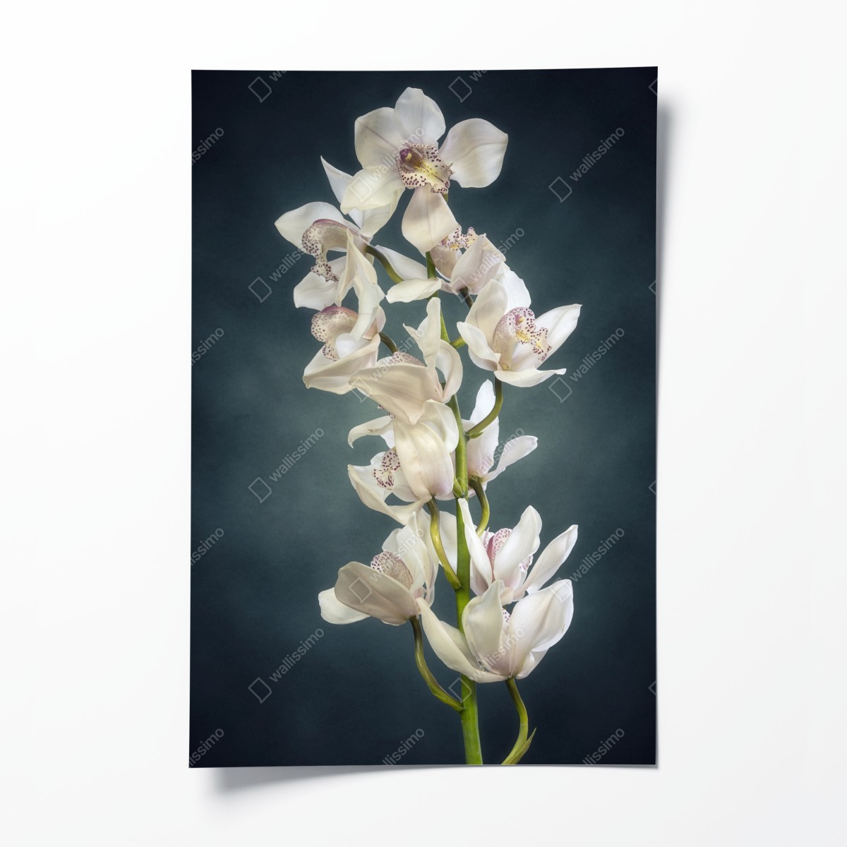 Poster zarte weiße orchideen vor gedämpftem hintergrund – Wallnifity®