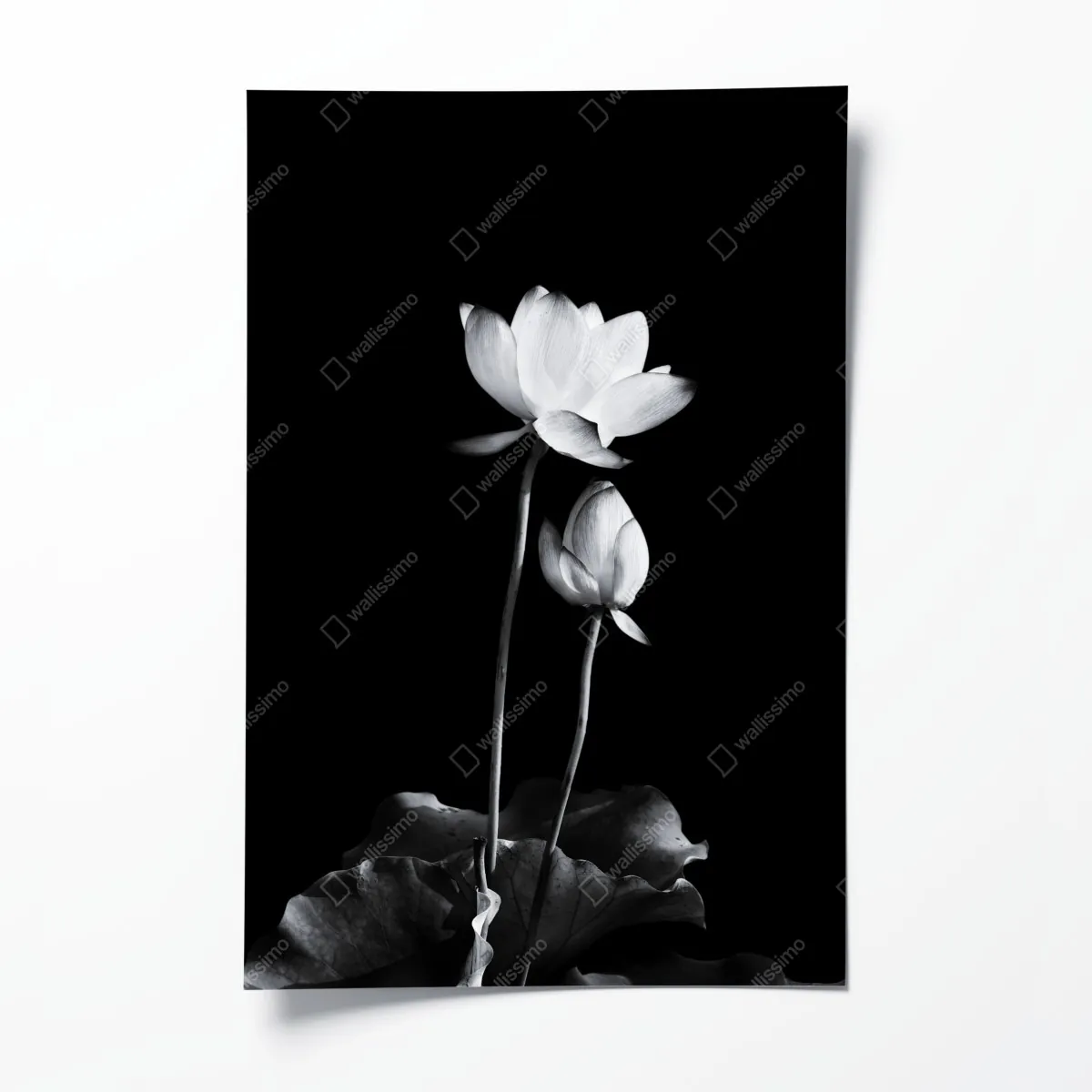 Poster weißer lotus in monochrom – Wallnifity®