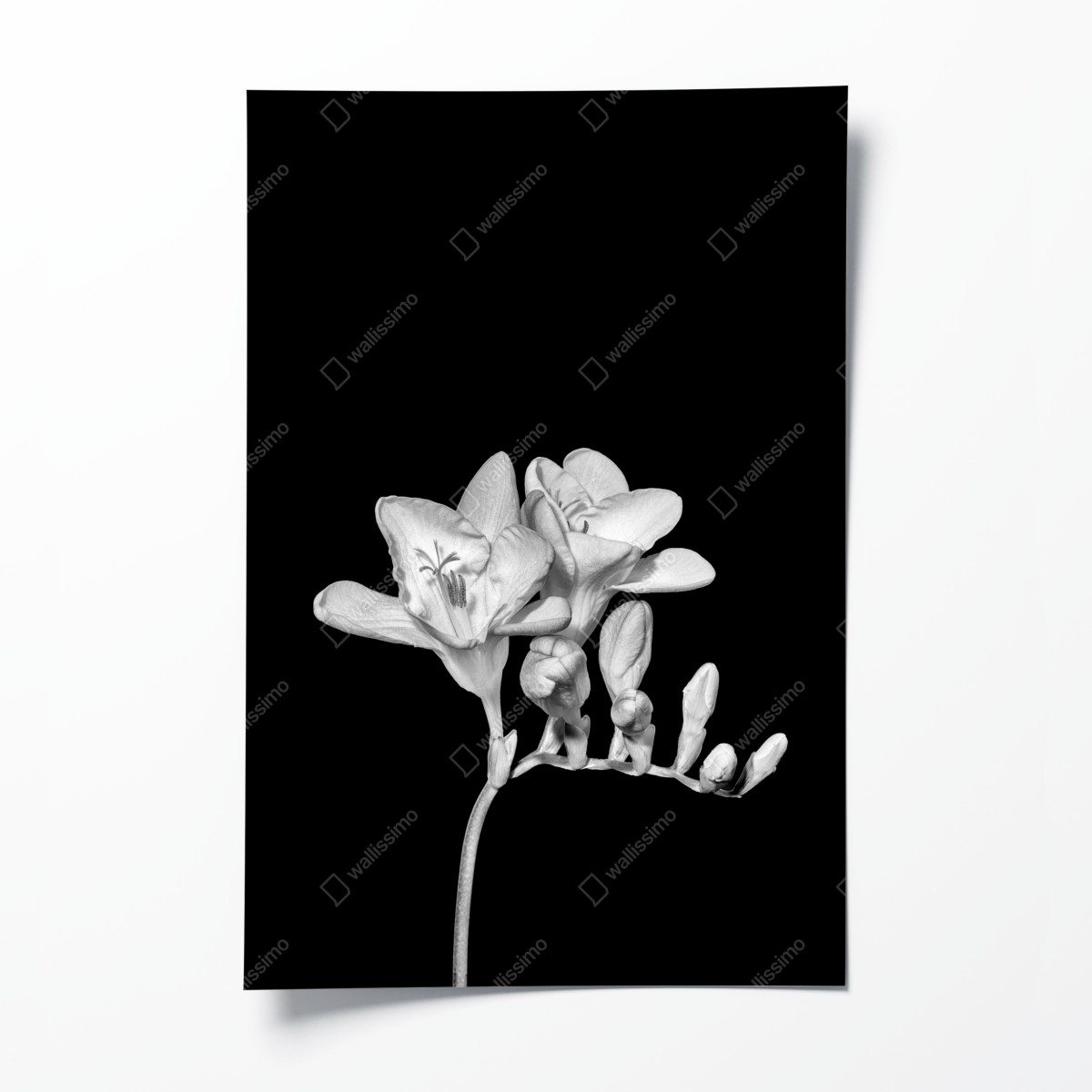 Poster zarte freesie in monochrom – Wallnifity®