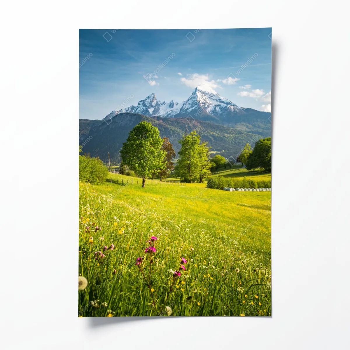 Poster alpine frühlingswiese unter schneebedeckten gipfeln – Wallnifity®