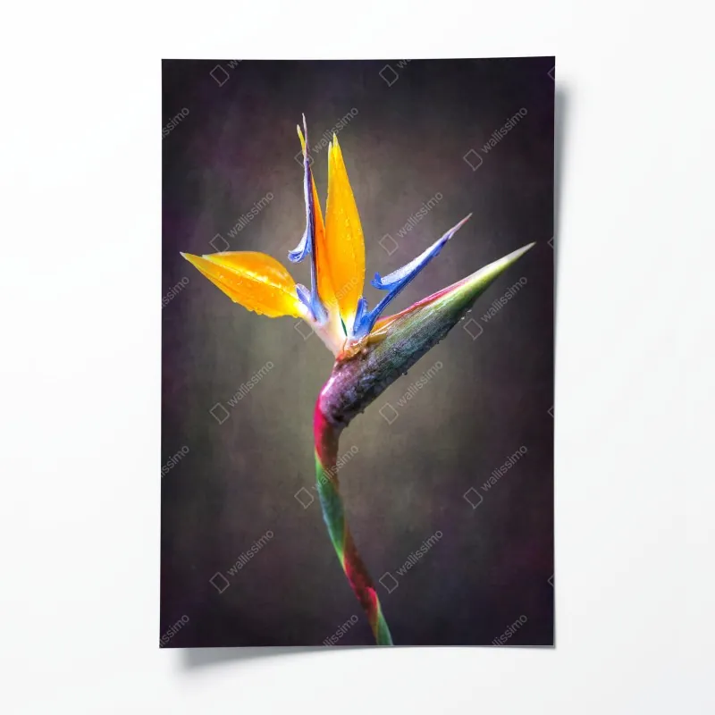 Poster dramatische spiraltreppe in monochrom – Wallnifity®