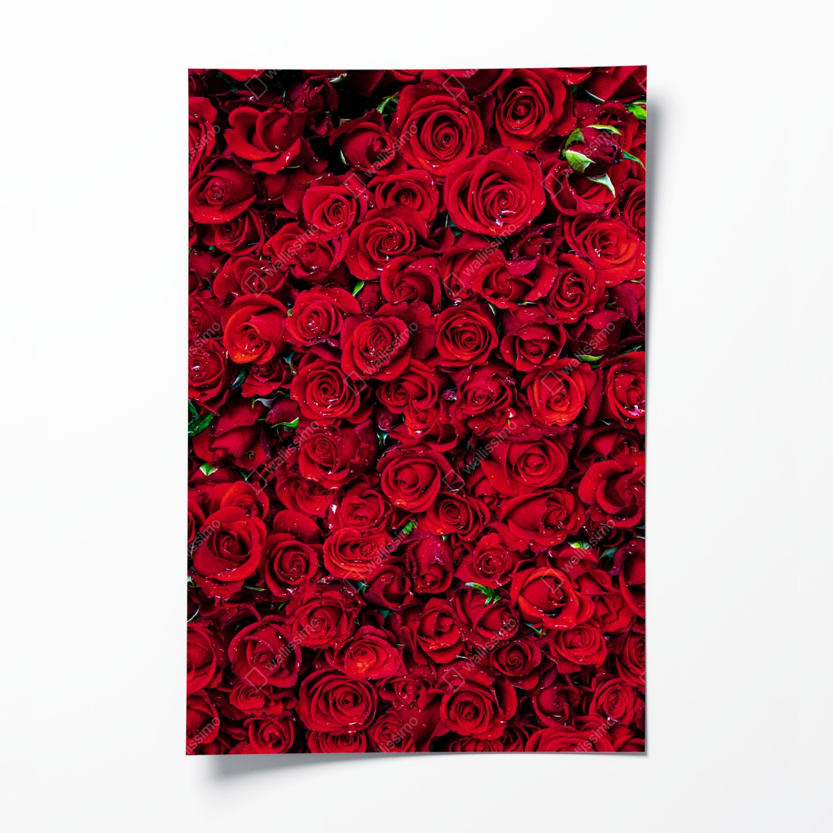Poster dichte wand aus roten rosen – Wallnifity®
