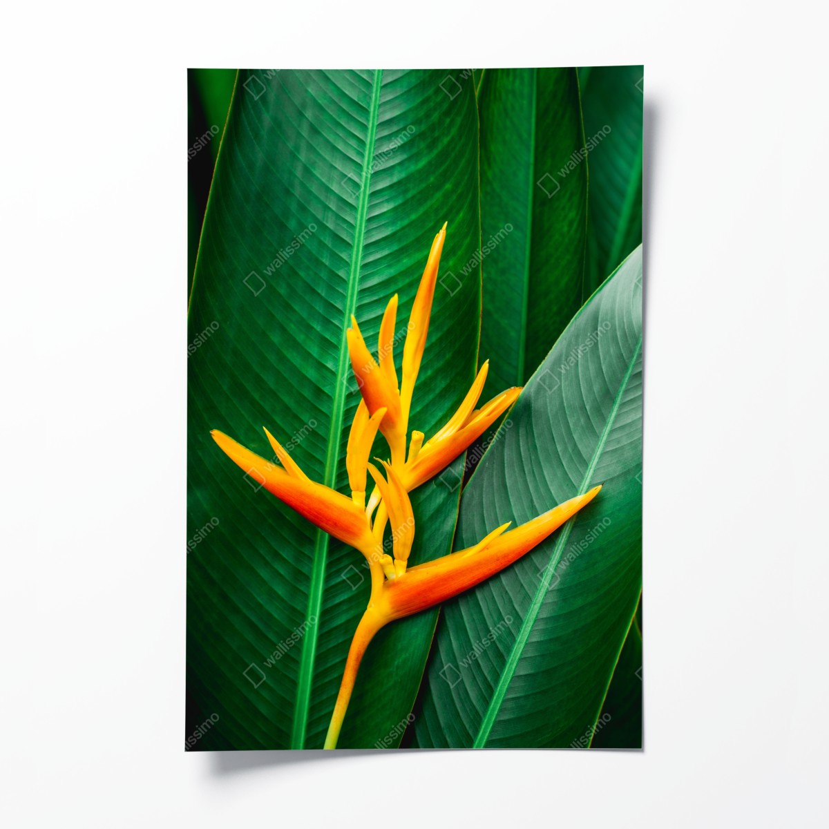 Poster leuchtende heliconia vor grünen blättern – Wallnifity®