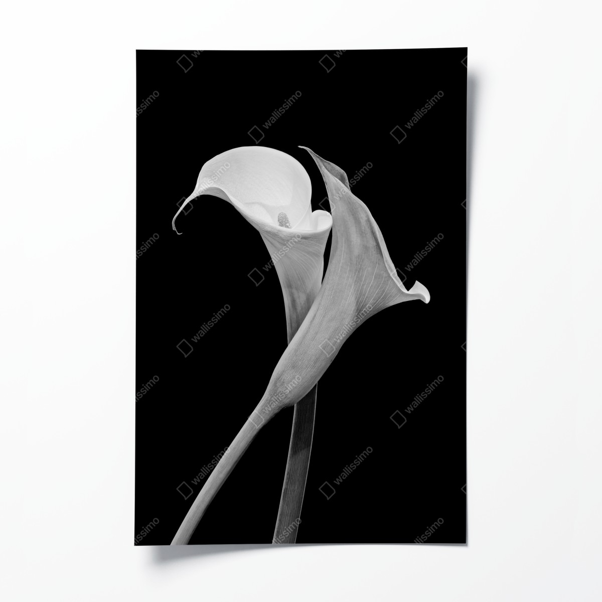 Poster elegante callas in monochrom – Wallnifity®