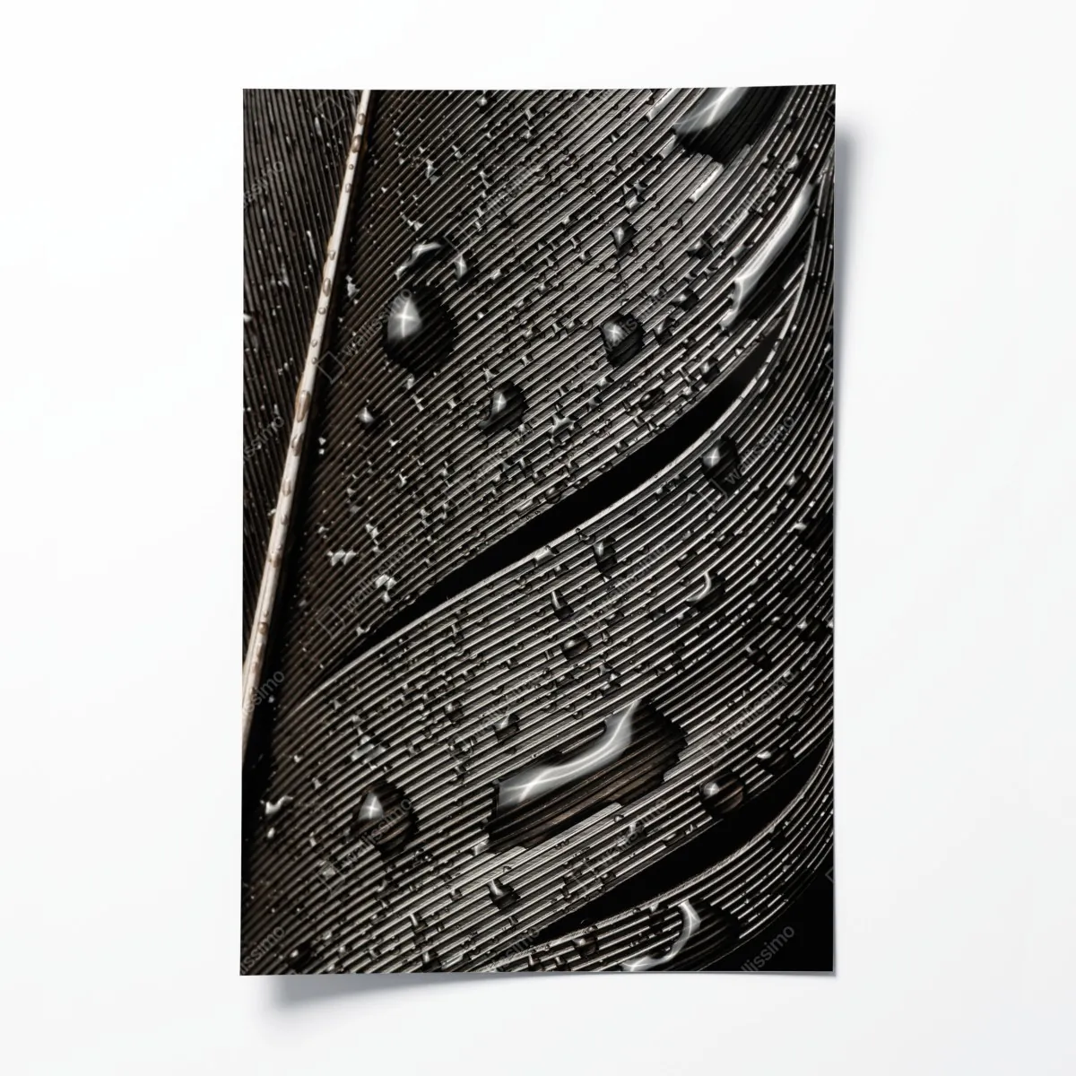 Poster monochrome feder mit wassertropfen – Wallnifity®