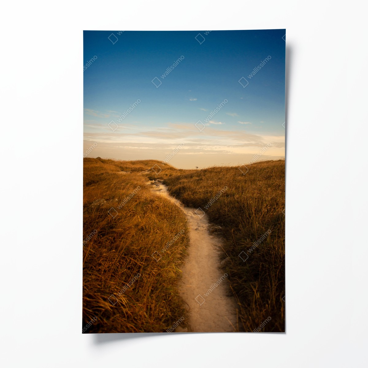 Poster sonnenbeschienener weg durch die dünen – Wallnifity®