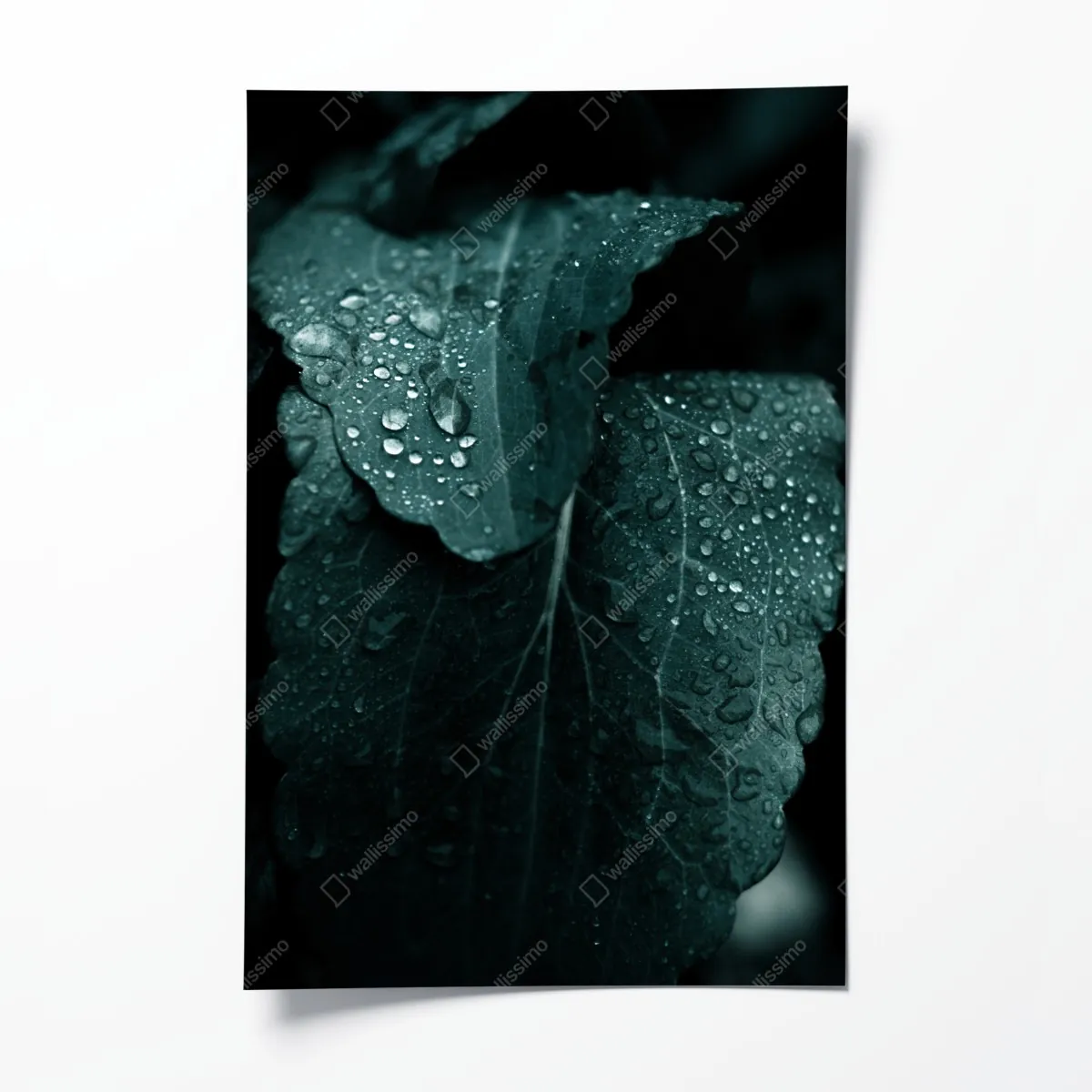 Poster tautropfen auf blättern – Wallnifity®