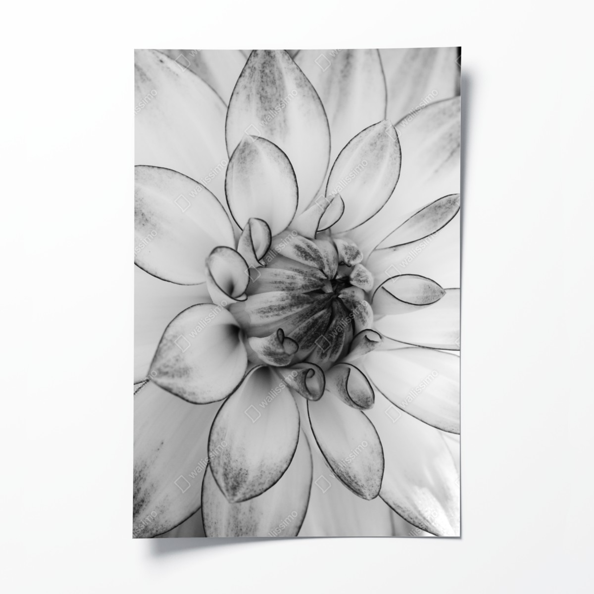 Poster monochrome nahaufnahme einer dahlie – Wallnifity®