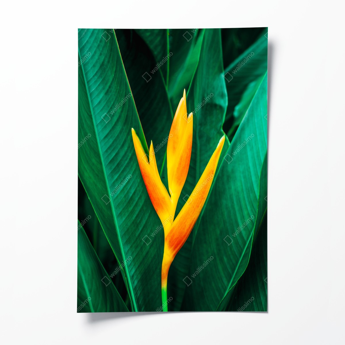 Poster leuchtende tropische heliconia vor satten grünen blättern – Wallnifity®