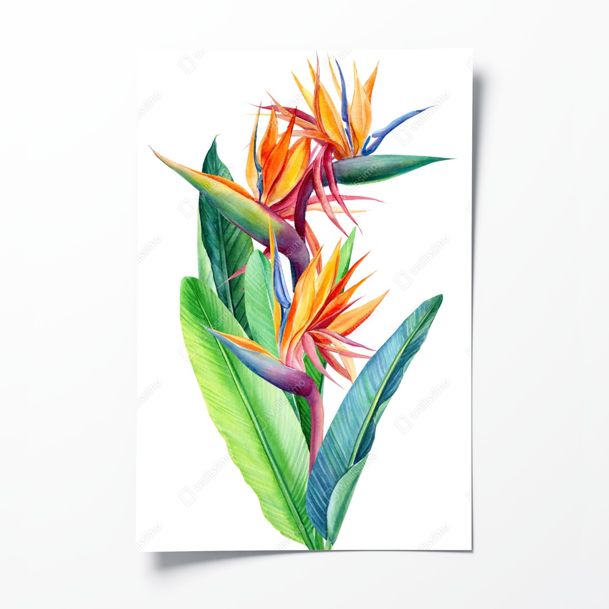 Poster farbenfrohe strelitzie aquarell botanisches bild – Wallnifity®