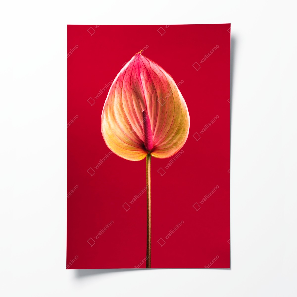 Poster elegantes anthurium vor rotem hintergrund – Wallnifity®