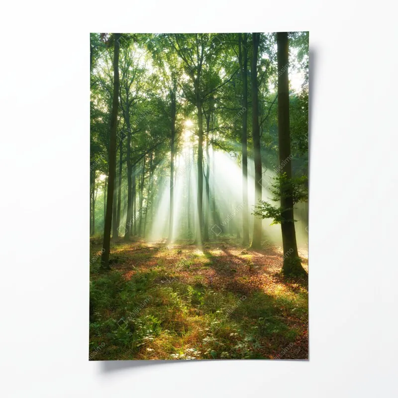 Poster sonnenbeschienene wiese mit landweg bei sonnenuntergang – Wallnifity®