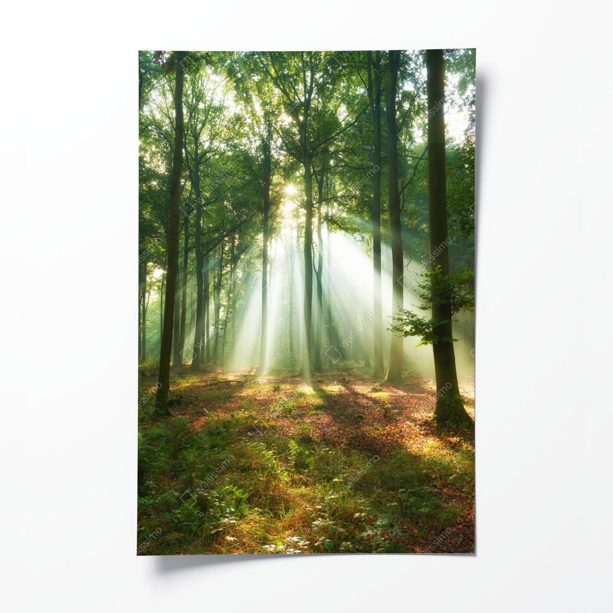 Poster morgendliches licht im wald – Wallnifity®
