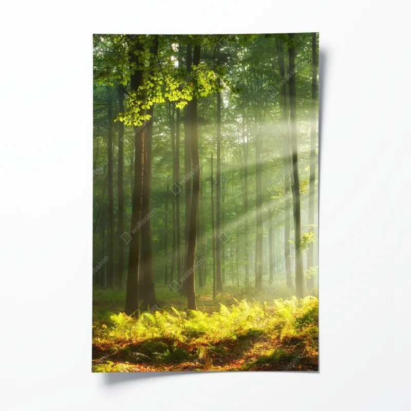 Poster Texas wiese mit bluebonnets im sonnenaufgang – Wallnifity®