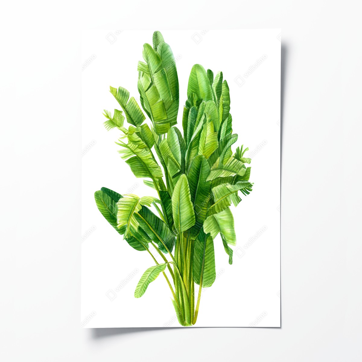 Poster tropische bananenblätter in aquarell – Wallnifity®