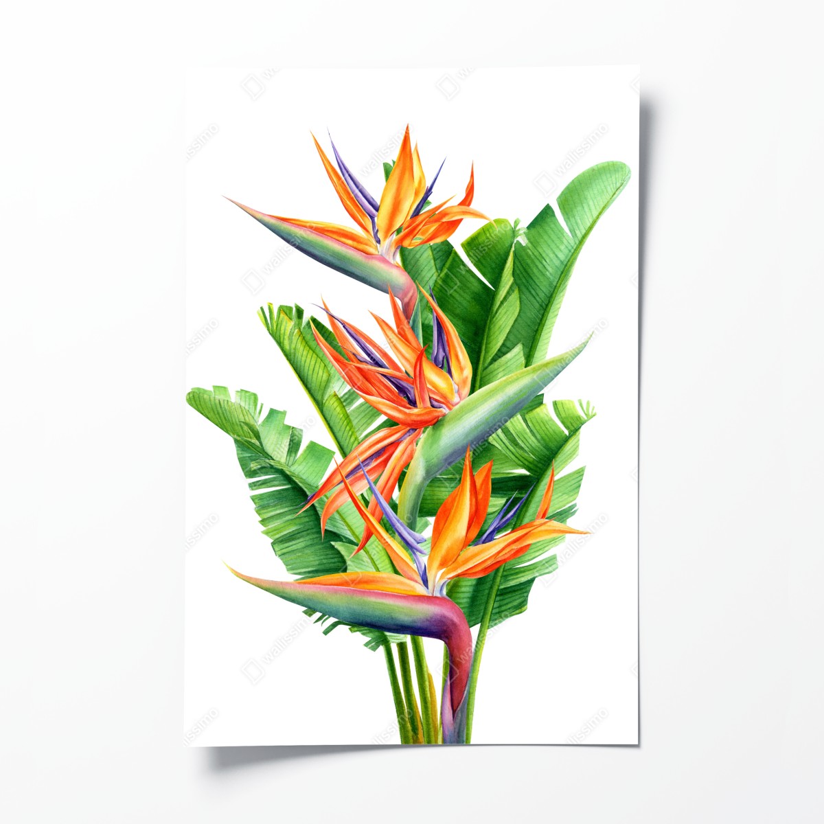 Poster bunte strelitzie mit tropischen blättern – Wallnifity®