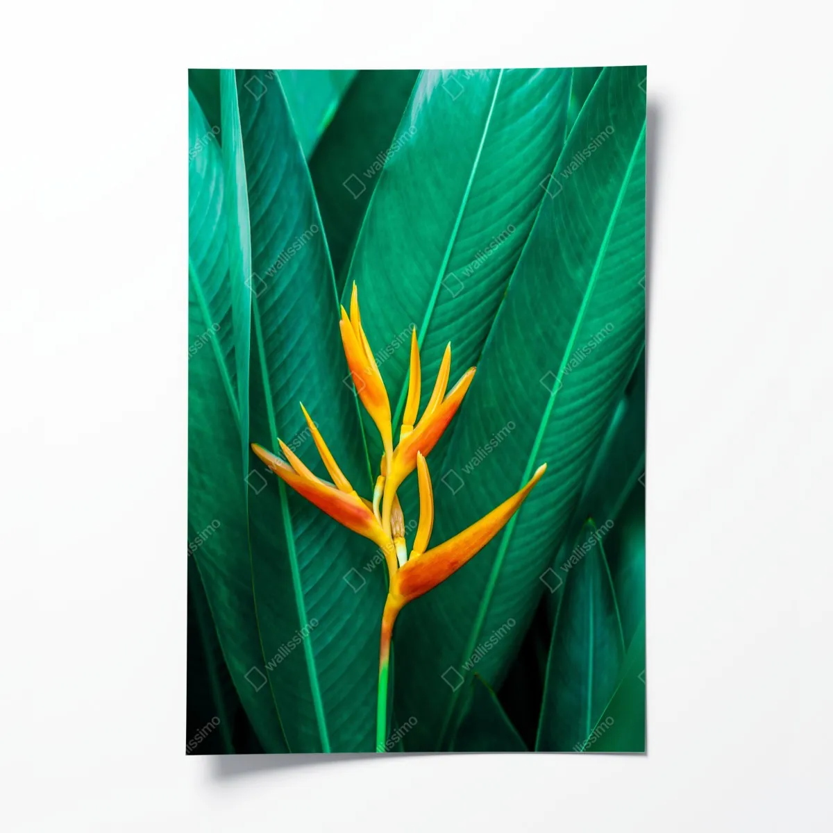 Poster leuchtende tropische paradiesvogelblume auf grünen blättern – Wallnifity®