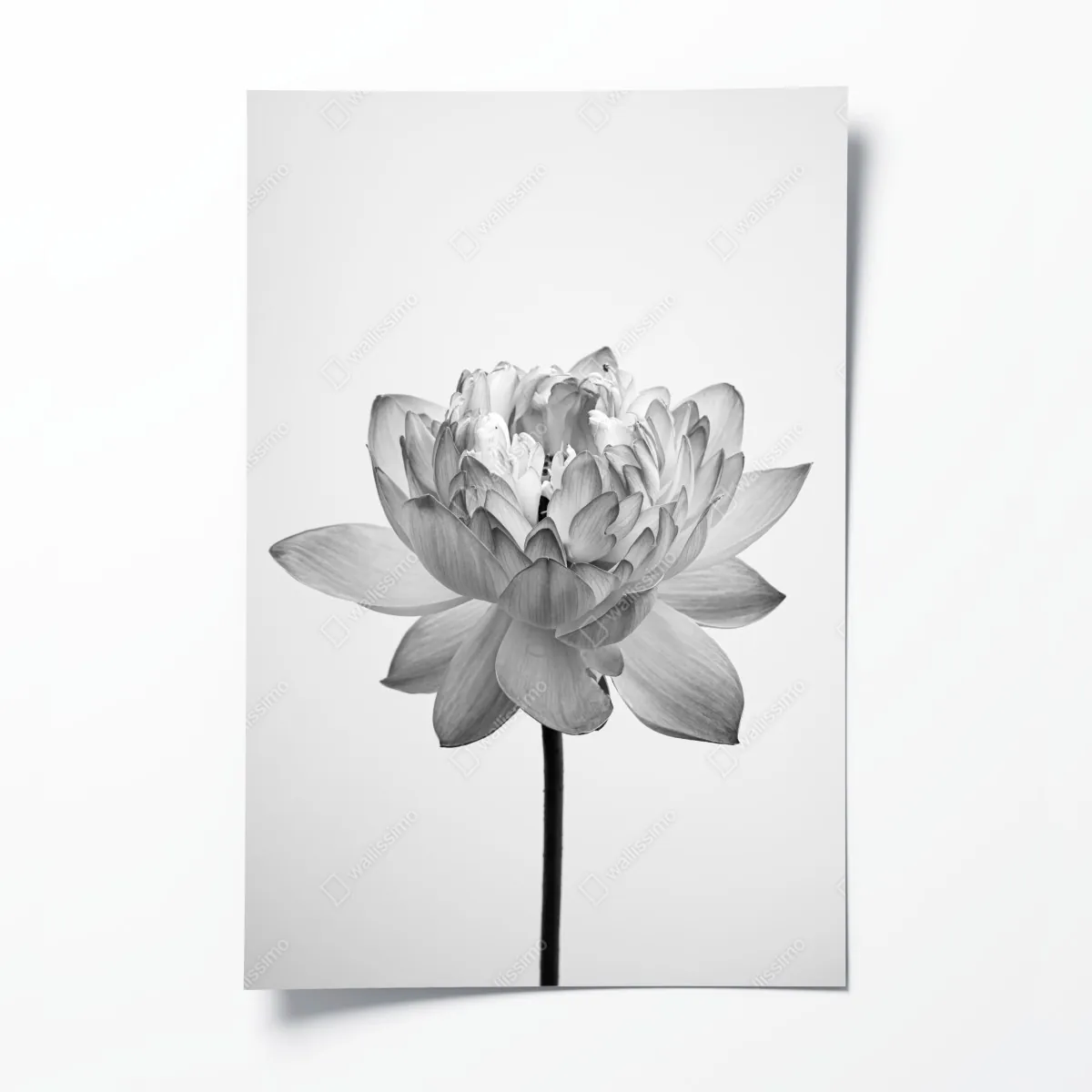 Poster ruhevoller lotus in graustufen – Wallnifity®