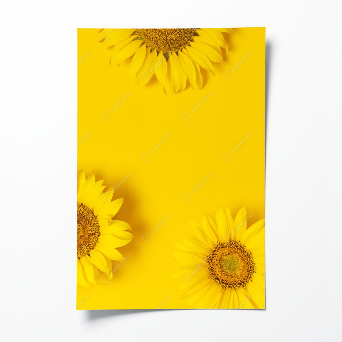 Poster drei sonnenblumen auf gelbem hintergrund – Wallnifity®