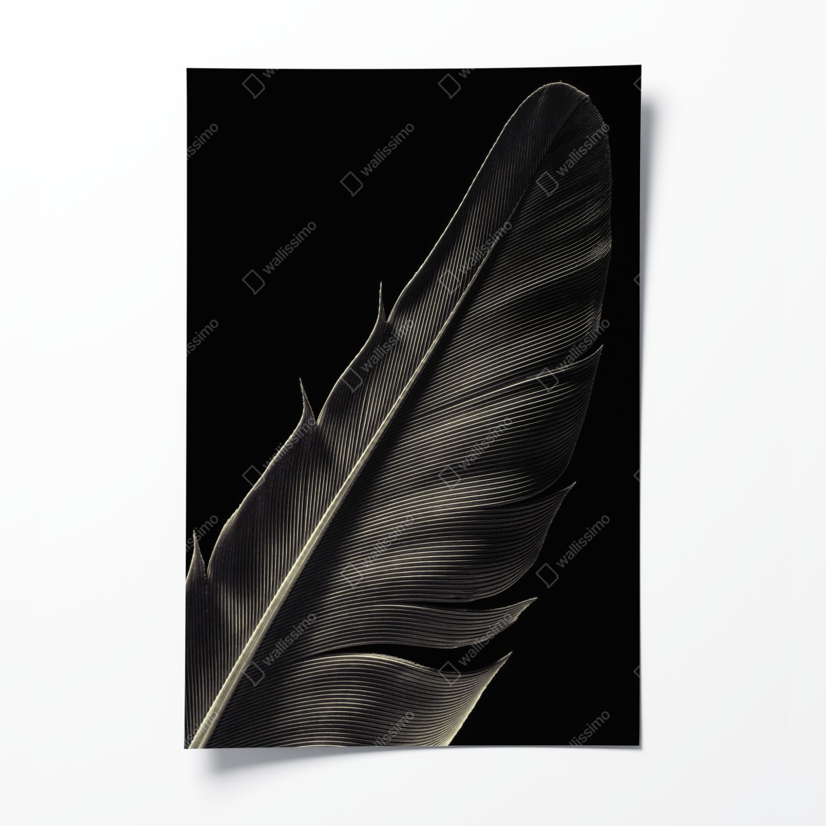Poster zarte feder in makroaufnahme – Wallnifity®