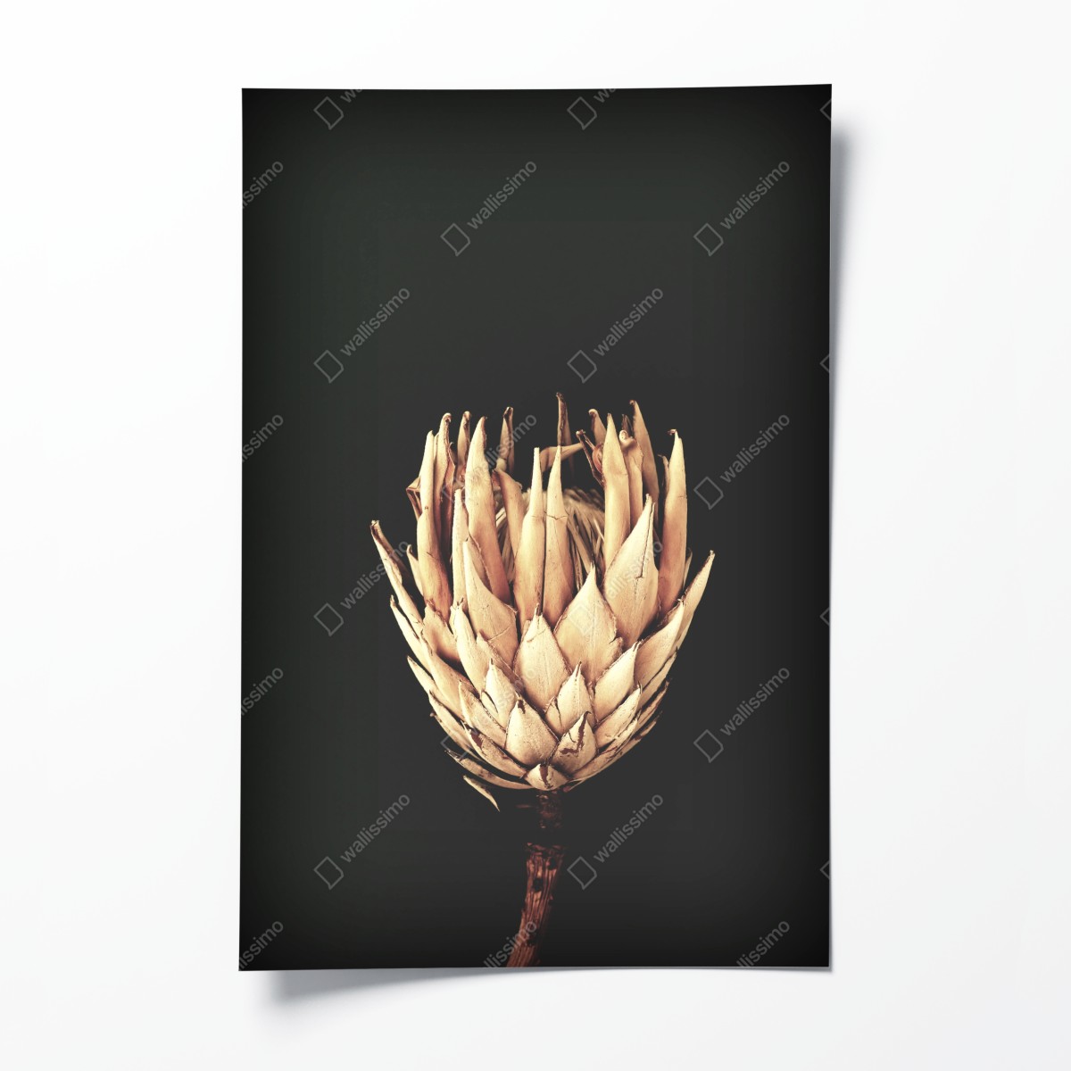 Poster getrocknete protea in sepia – Wallnifity®