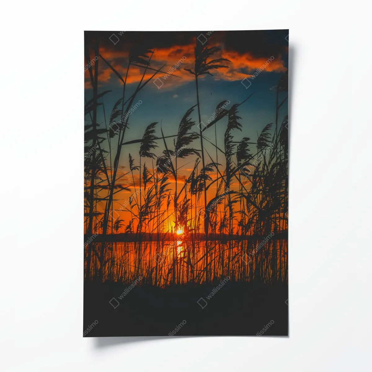 Poster sonnenuntergang am see mit schilf-silhouette – Wallnifity®