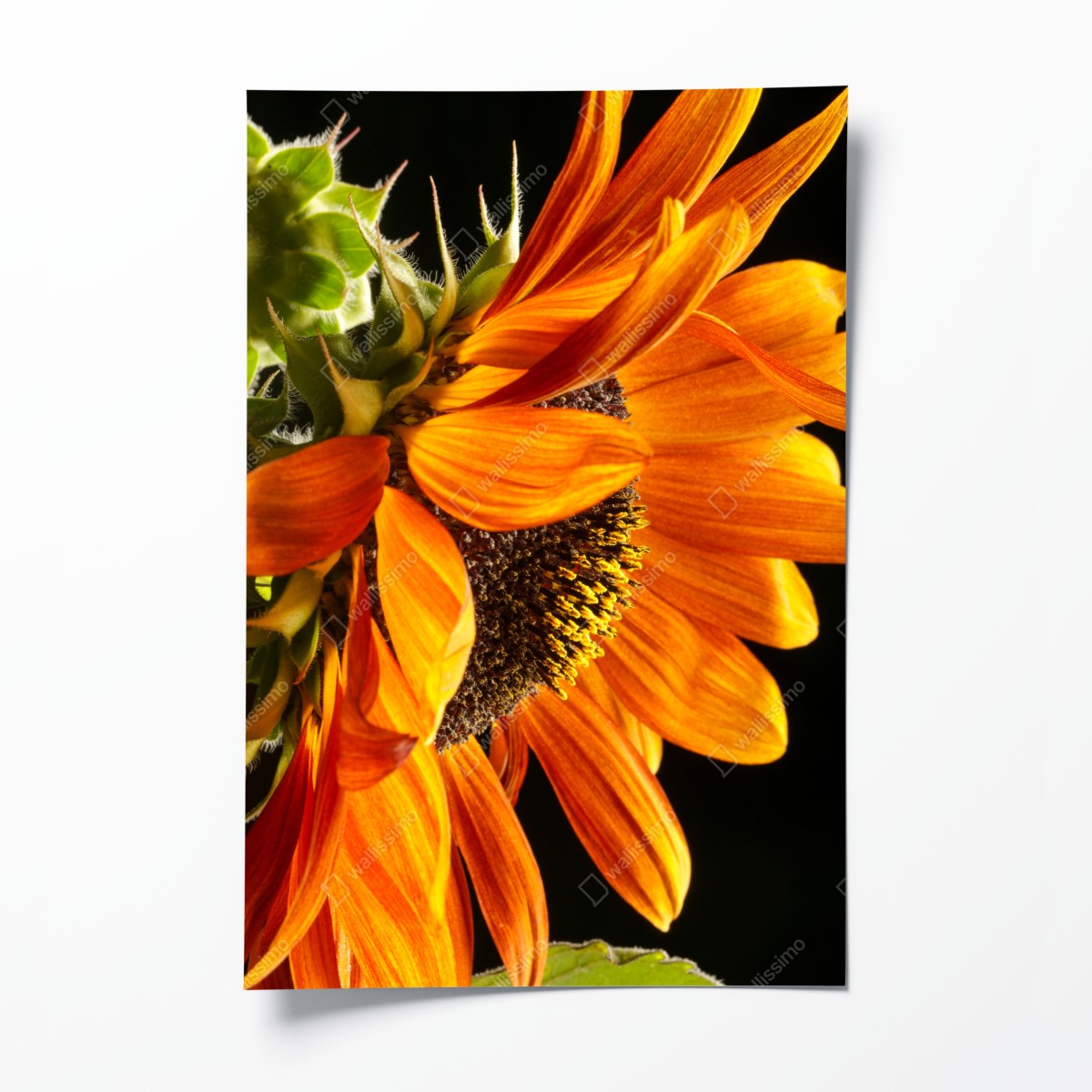Poster leuchtende orange sonnenblume nahaufnahme – Wallnifity®