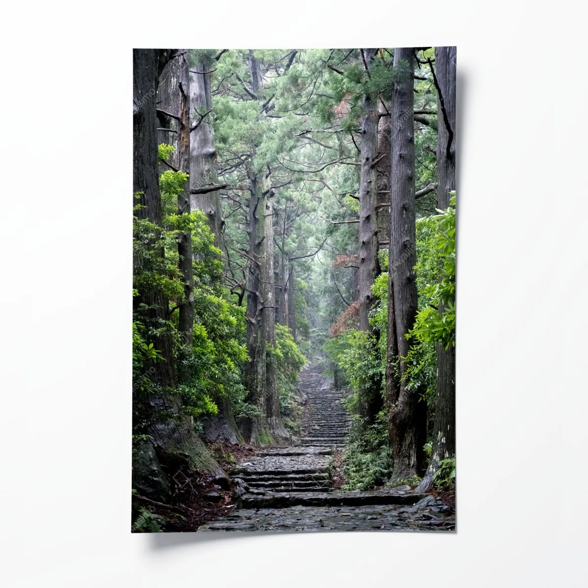 Poster mystischer waldweg zwischen alten bäumen – Wallnifity®