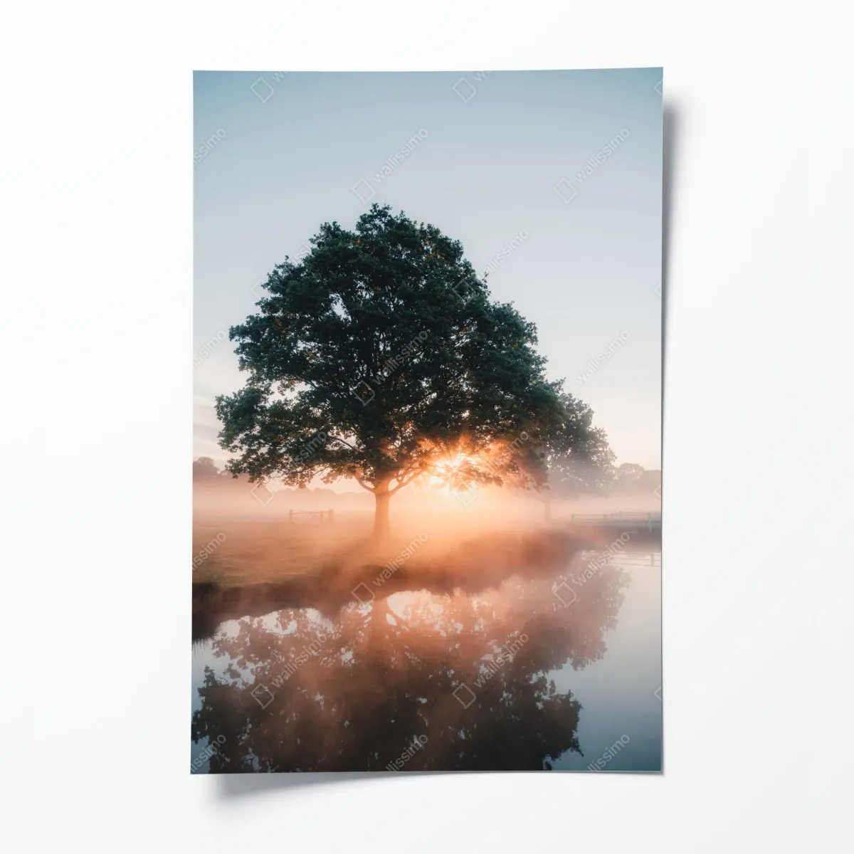 Poster nebeliger sonnenaufgang am eichenbaum – Wallnifity®