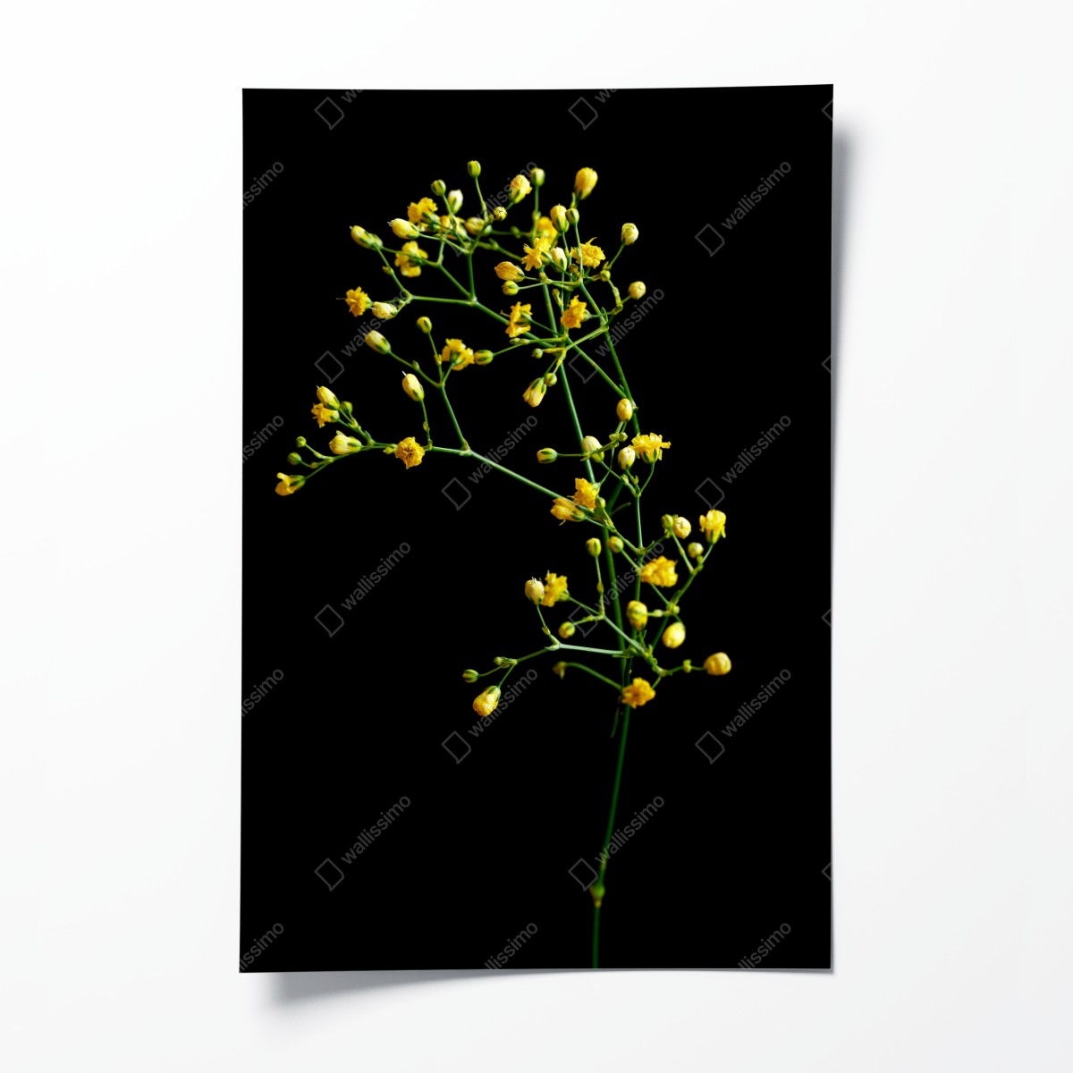 Poster zartes gelbes schleierkraut auf schwarzem hintergrund – Wallnifity®