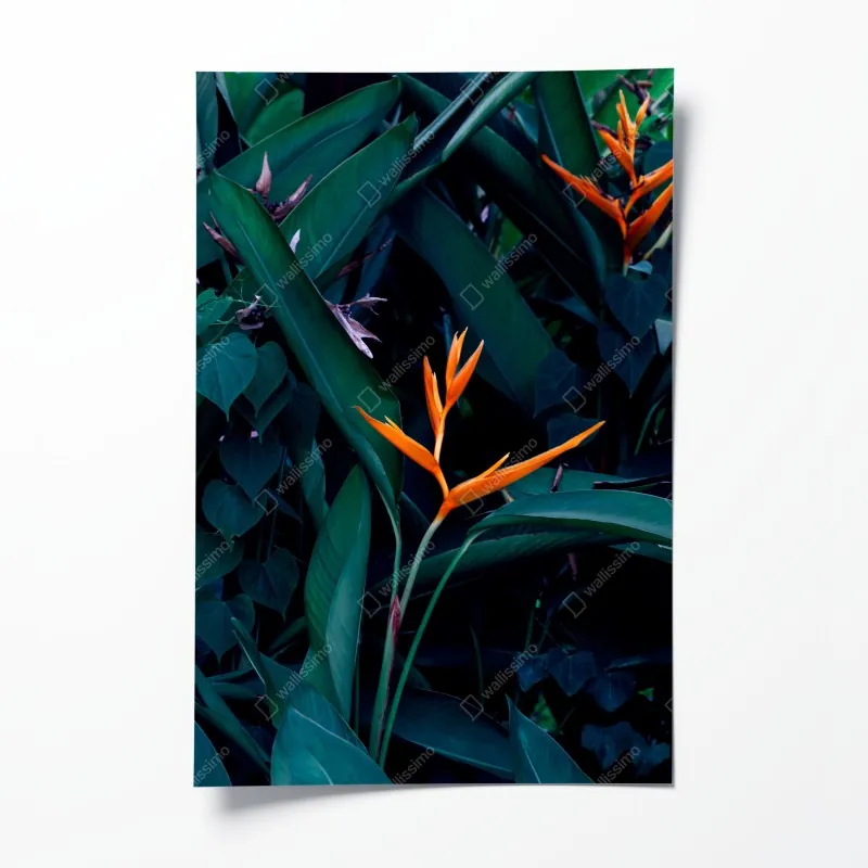 Poster mangrovensteg durch üppigen grünen dschungel – Wallnifity®