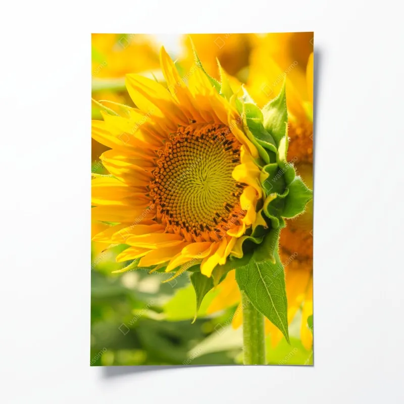 Poster gewundener landweg durch grüne wiesen – Wallnifity®