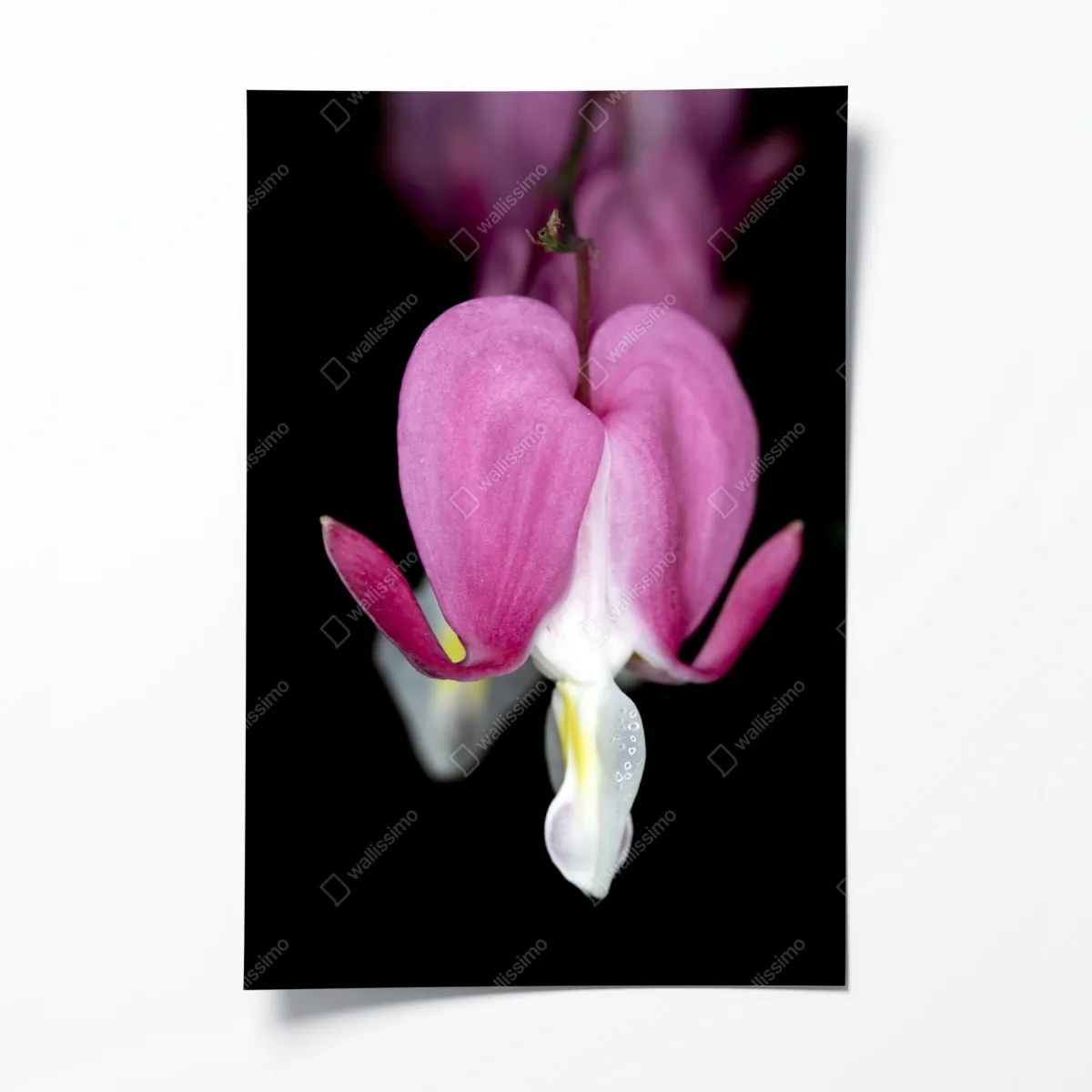 Poster zartes rosa herzblüte nahaufnahme – Wallnifity®