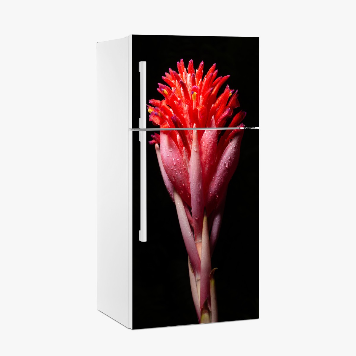 Kühlschrankaufkleber leuchtende rosa blüte vor schwarzem hintergrund – Wallnifity®